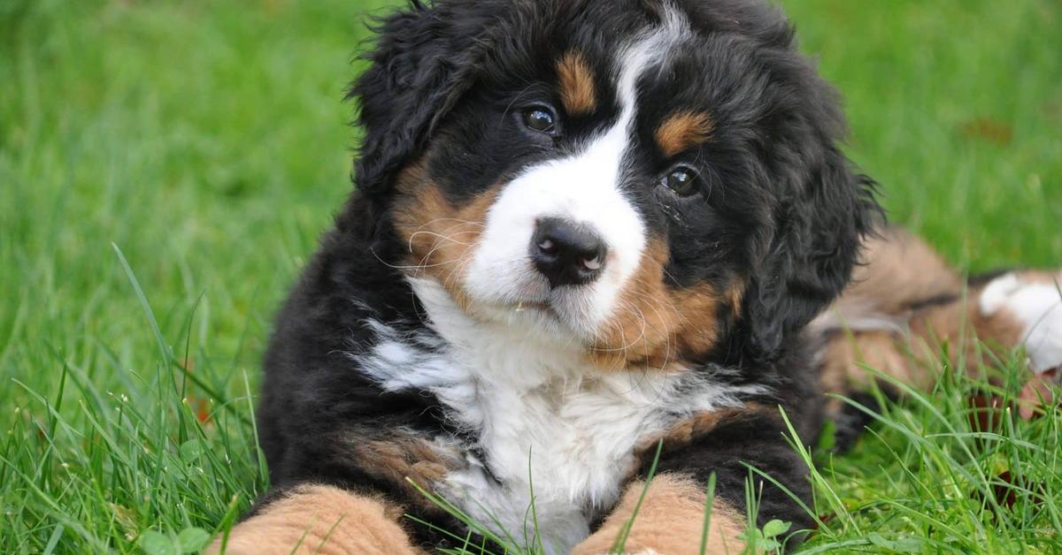 Enchanting Bernese Shepherd, a species scientifically known as Canis lupus.