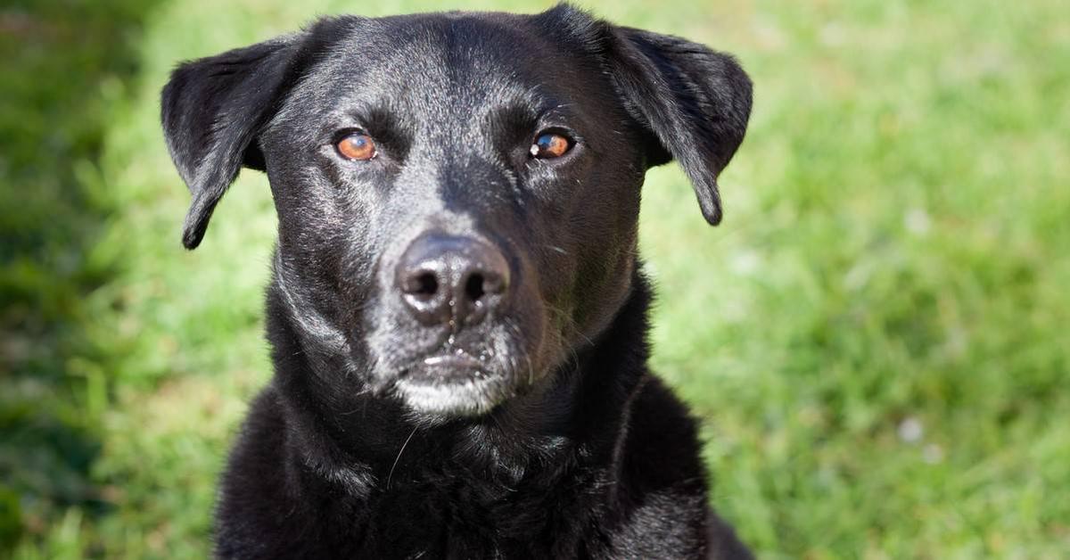 Captured elegance of the Borador, known in Indonesia as Anjing Borador.