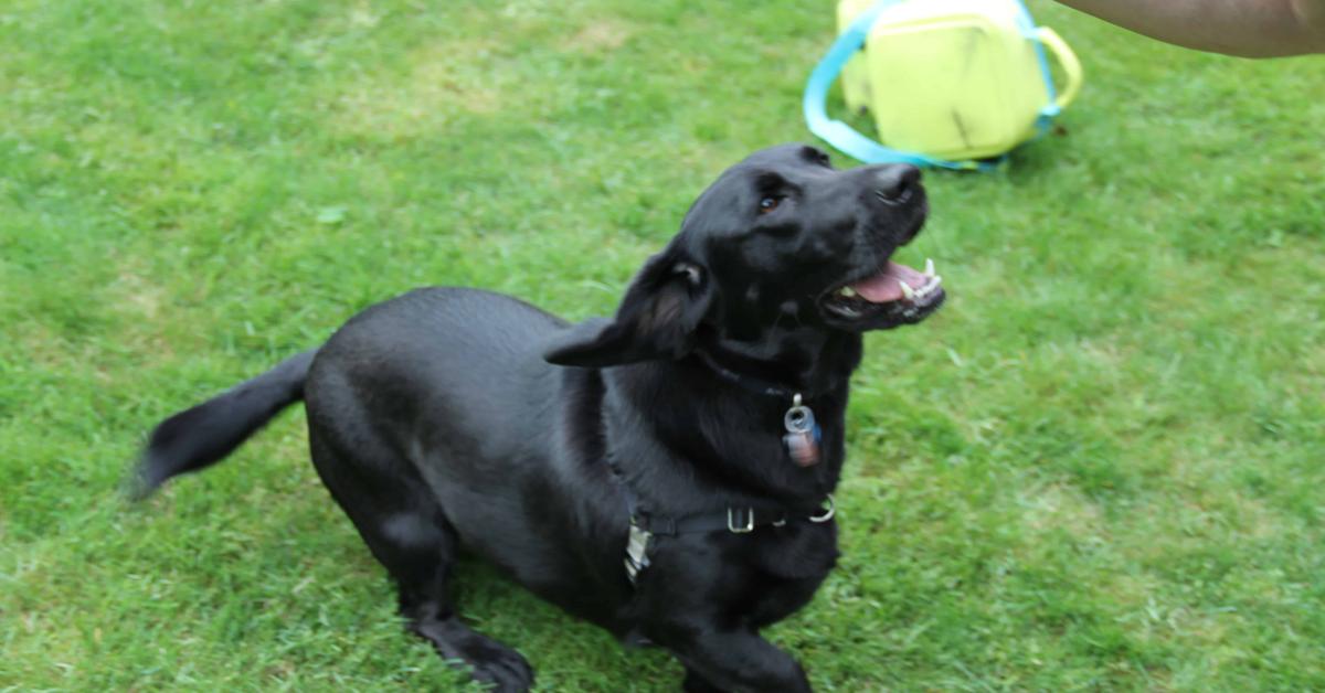 Graceful Bassador, a creature with the scientific name Canis lupus.