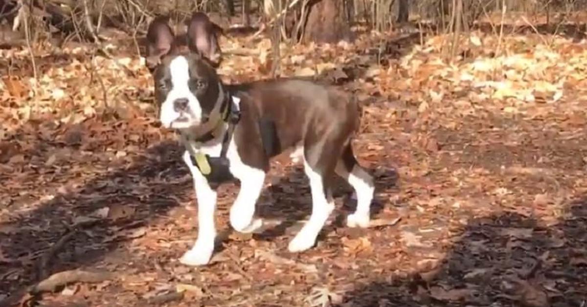 Natural elegance of the Boglen Terrier, scientifically termed Canis lupus.