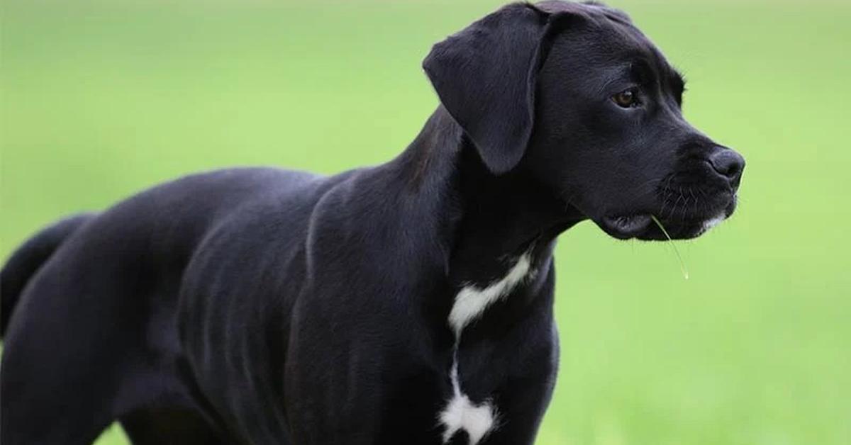 Striking appearance of the Boxador, known in scientific circles as Canis lupus.