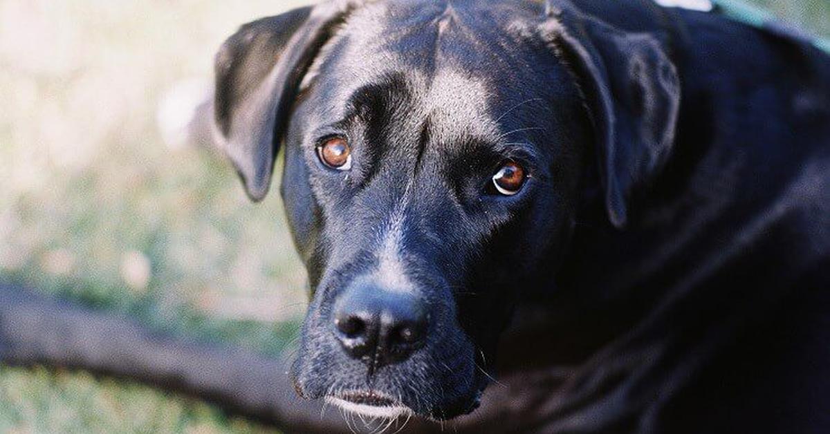 Portrait of a Boxador, a creature known scientifically as Canis lupus.