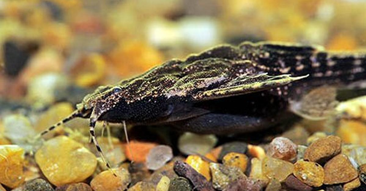 Elegant Banjo Catfish in its natural habitat, called Lele Banjo in Indonesia.