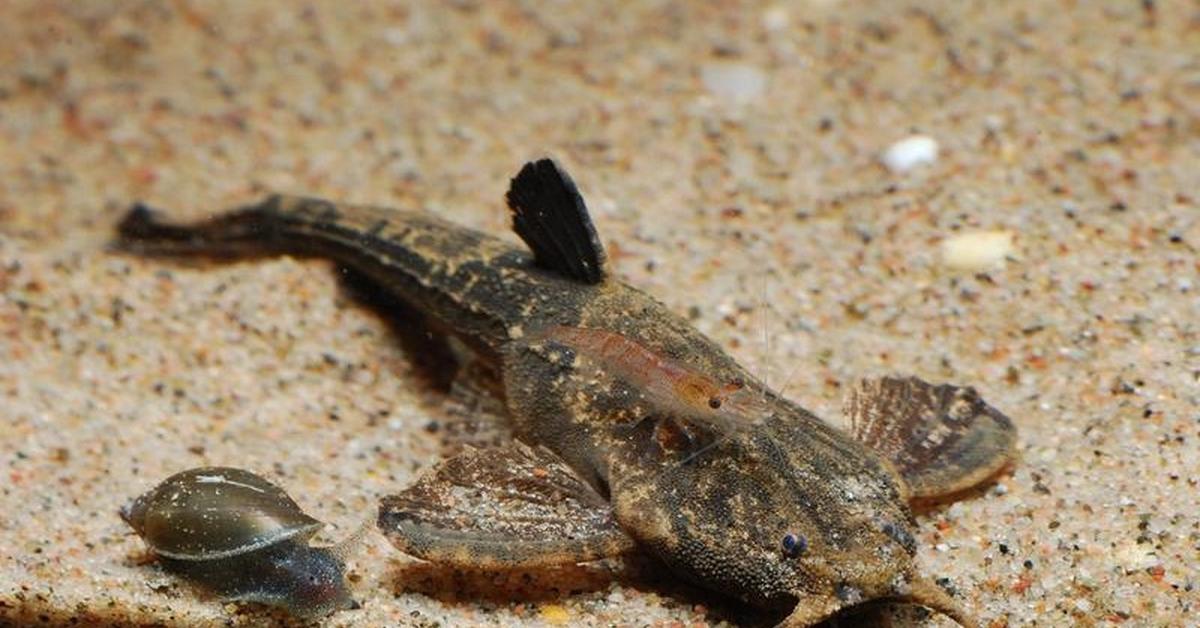 Exquisite image of Banjo Catfish, in Indonesia known as Lele Banjo.