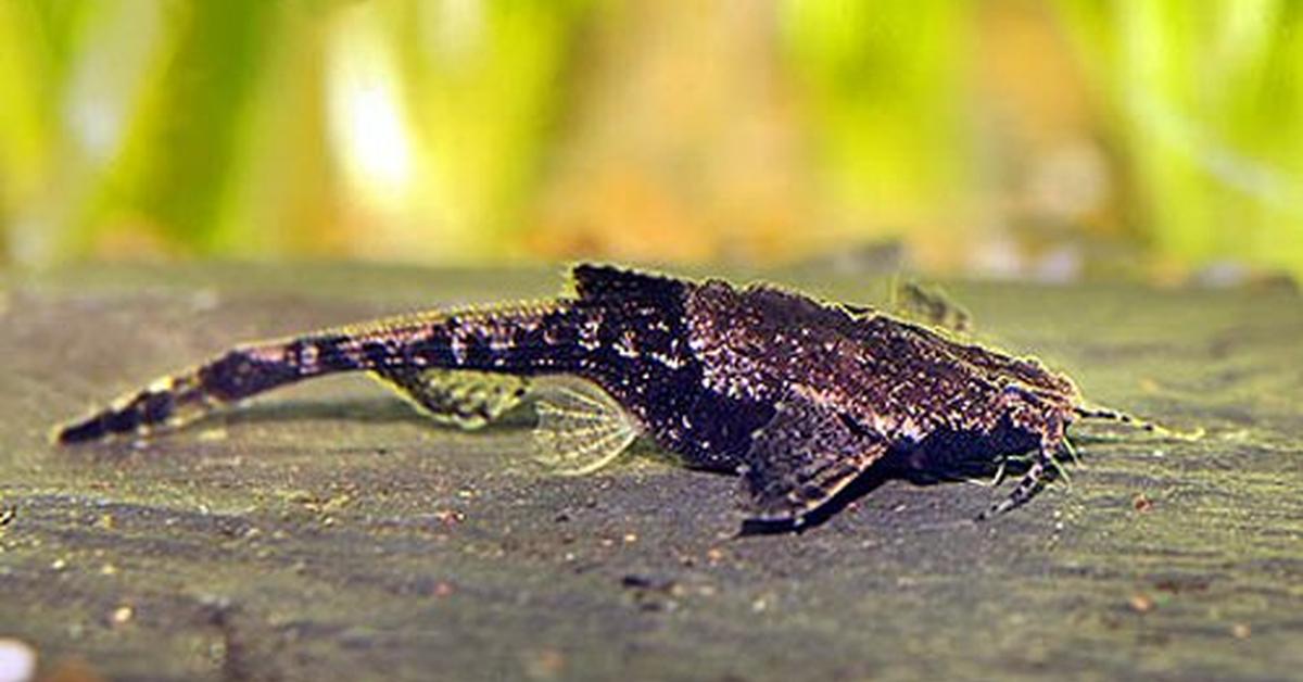 Enchanting Banjo Catfish, a species scientifically known as Bunocephalus.