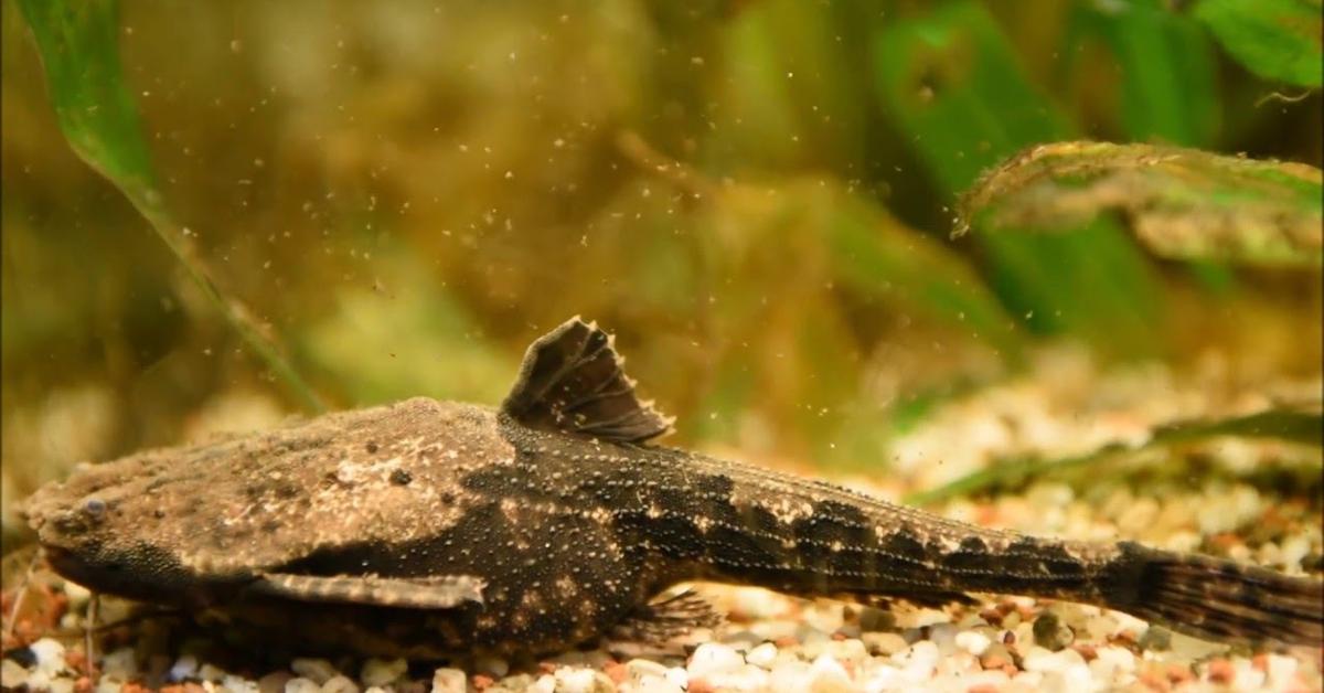 Distinctive Banjo Catfish, in Indonesia known as Lele Banjo, captured in this image.