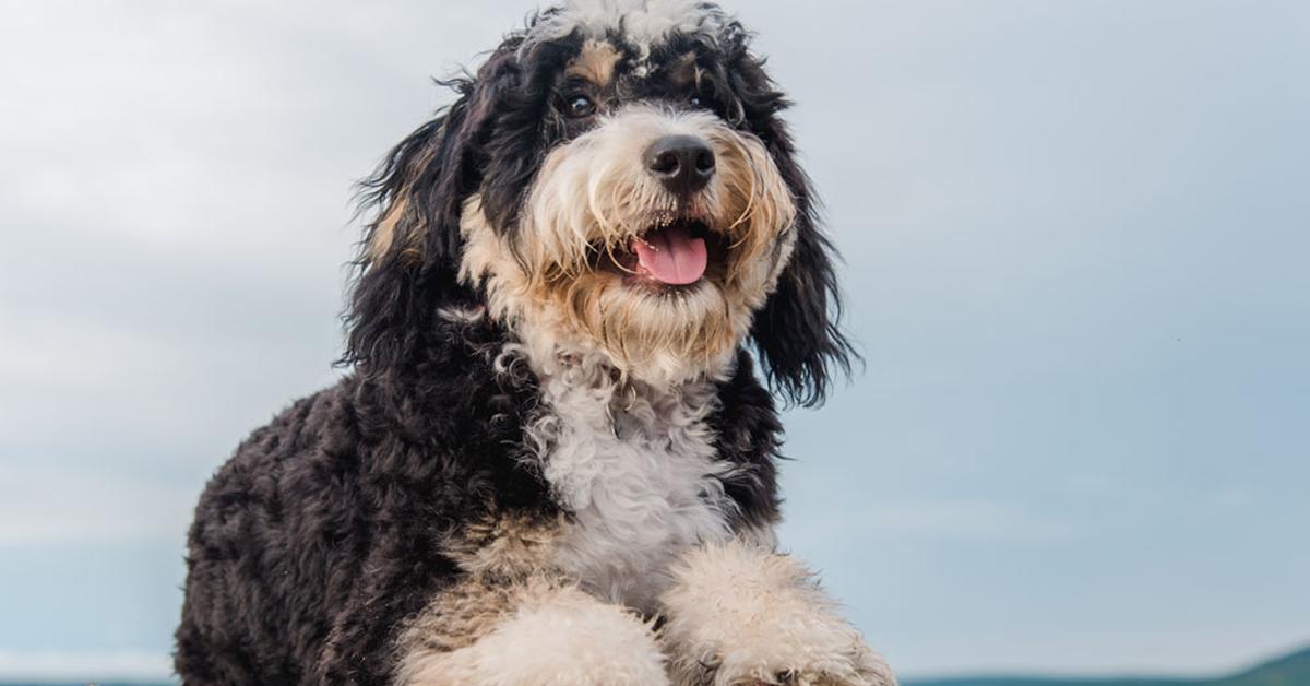 Graceful Bernedoodle, a creature with the scientific name Canis Lupus.