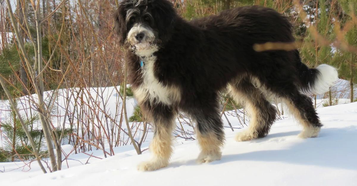 Image of the Bernedoodle (Canis Lupus), popular in Indonesia as Anjing Bernedoodle.