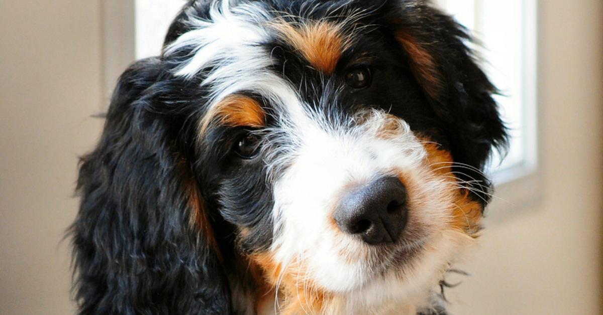 Close-up view of the Bernedoodle, known as Anjing Bernedoodle in Indonesian.