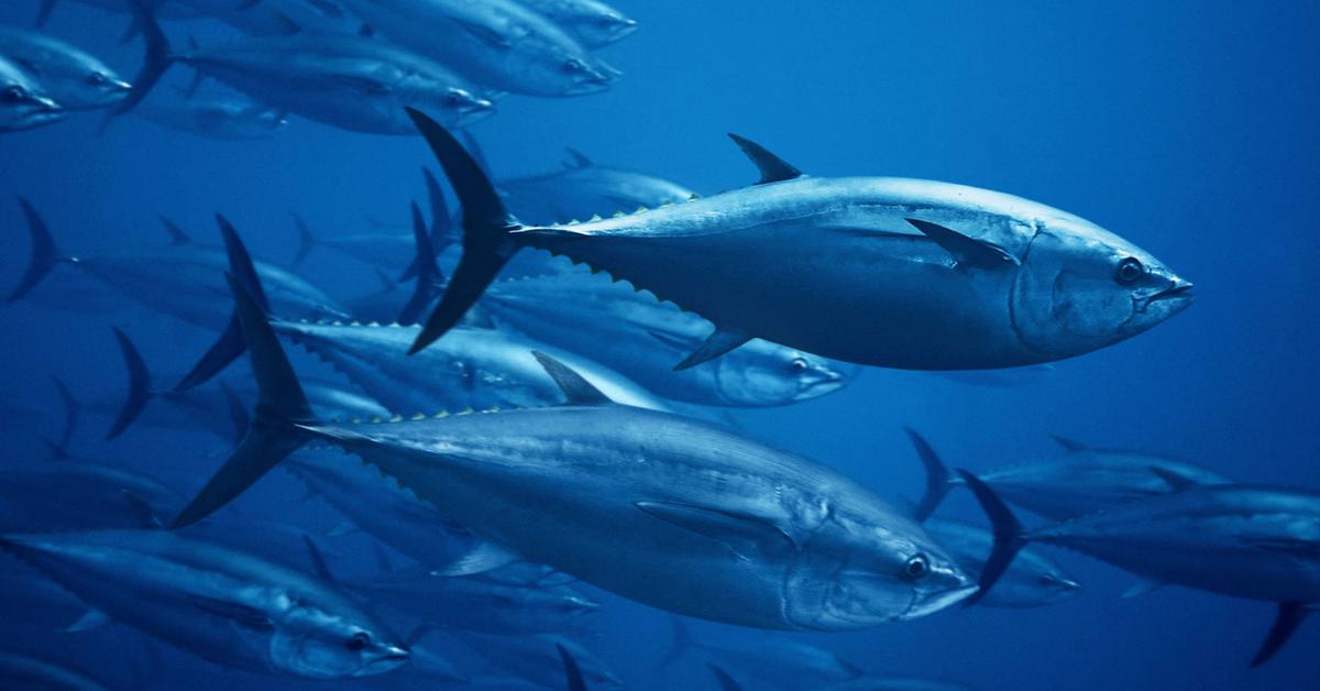 Stunning image of the Bluefin Tuna (Thunnini), a wonder in the animal kingdom.