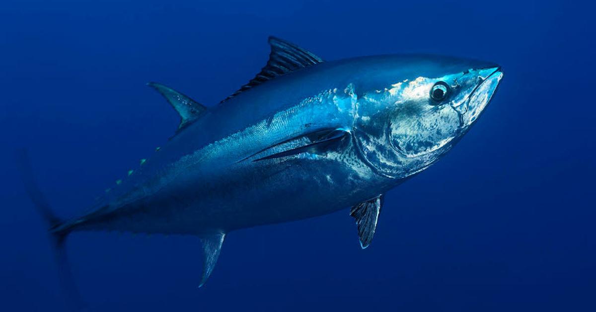 Picture of Bluefin Tuna, known in Indonesia as Tuna Sirip Biru.