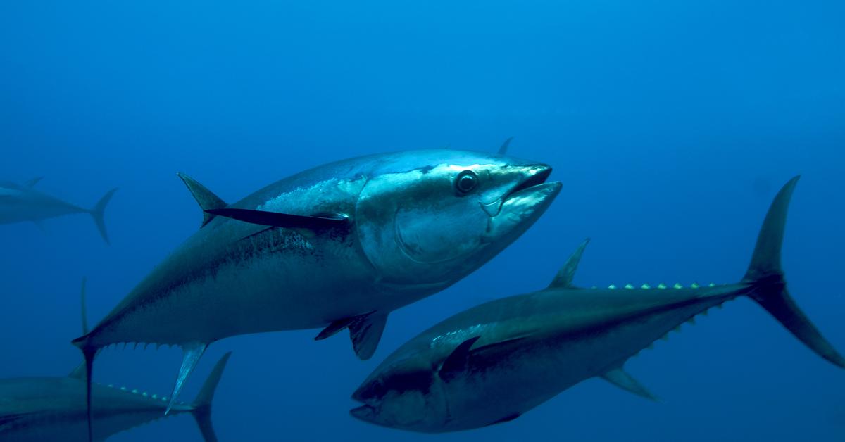 Photogenic Bluefin Tuna, scientifically referred to as Thunnini.