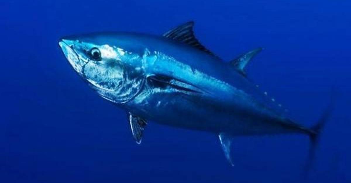 Exquisite image of Bluefin Tuna, in Indonesia known as Tuna Sirip Biru.