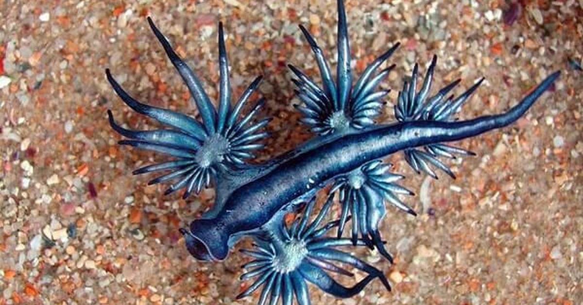 Visual of Blue Dragon Sea Slug, or Bekicot Laut Naga Biru in Indonesian, showcasing its beauty.