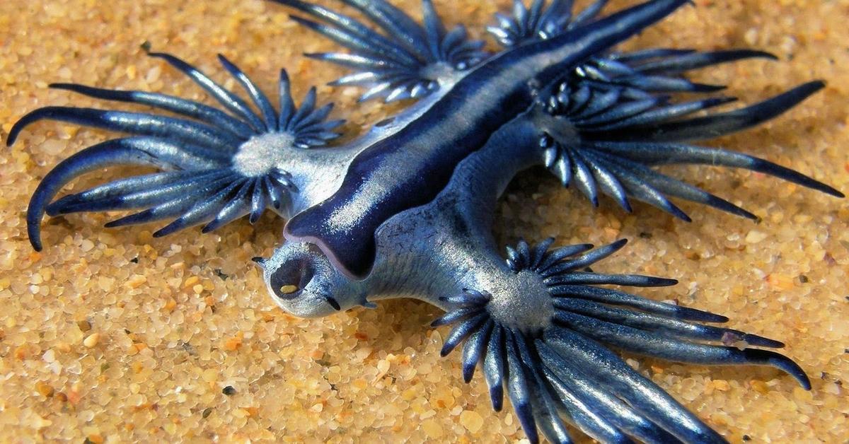 The majestic Blue Dragon Sea Slug, also called Bekicot Laut Naga Biru in Indonesia, in its glory.