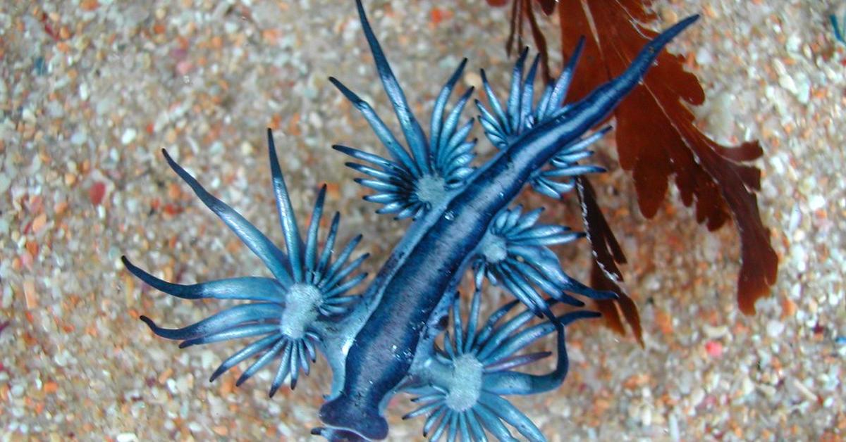 Snapshot of the intriguing Blue Dragon Sea Slug, scientifically named Glaucus atlanticus.