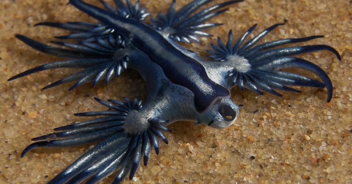 The Blue Dragon Sea Slug, a species known as Glaucus atlanticus, in its natural splendor.