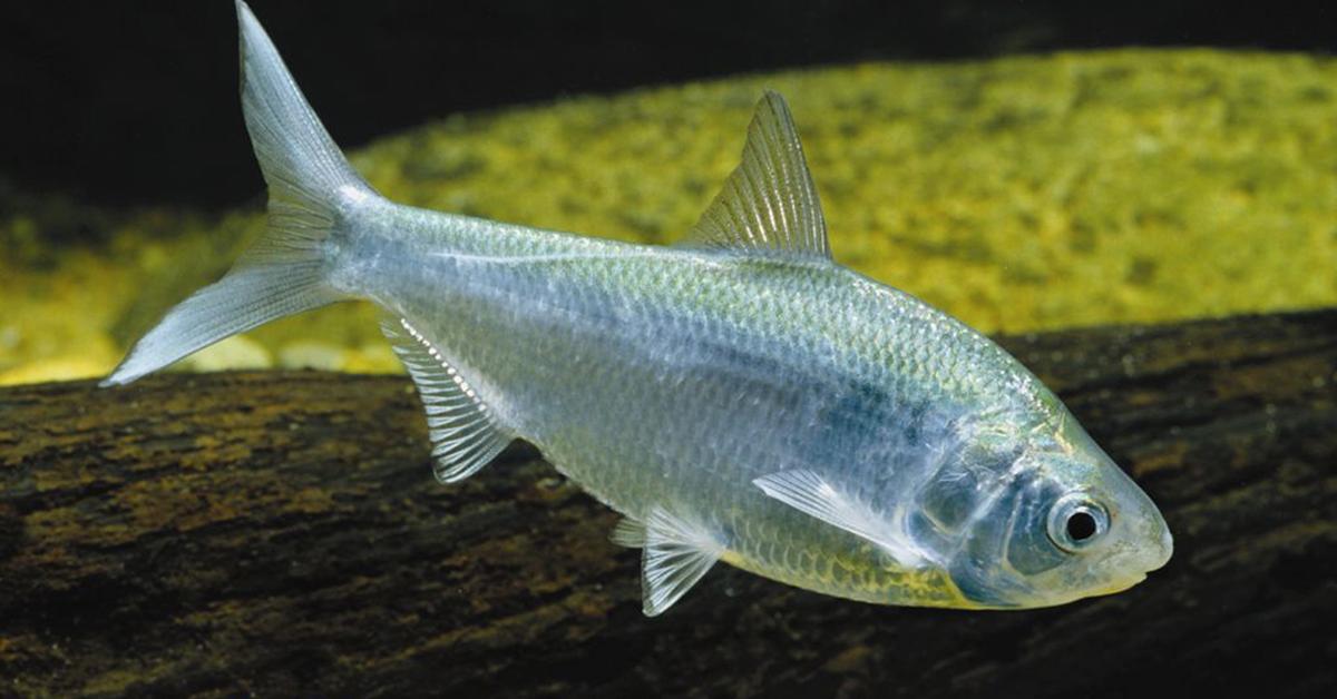 Stunning image of the Bichir (Clupeidae), a wonder in the animal kingdom.