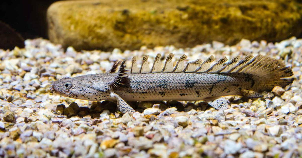 The majestic Bichir, also called Ikan Bichir in Indonesia, in its glory.