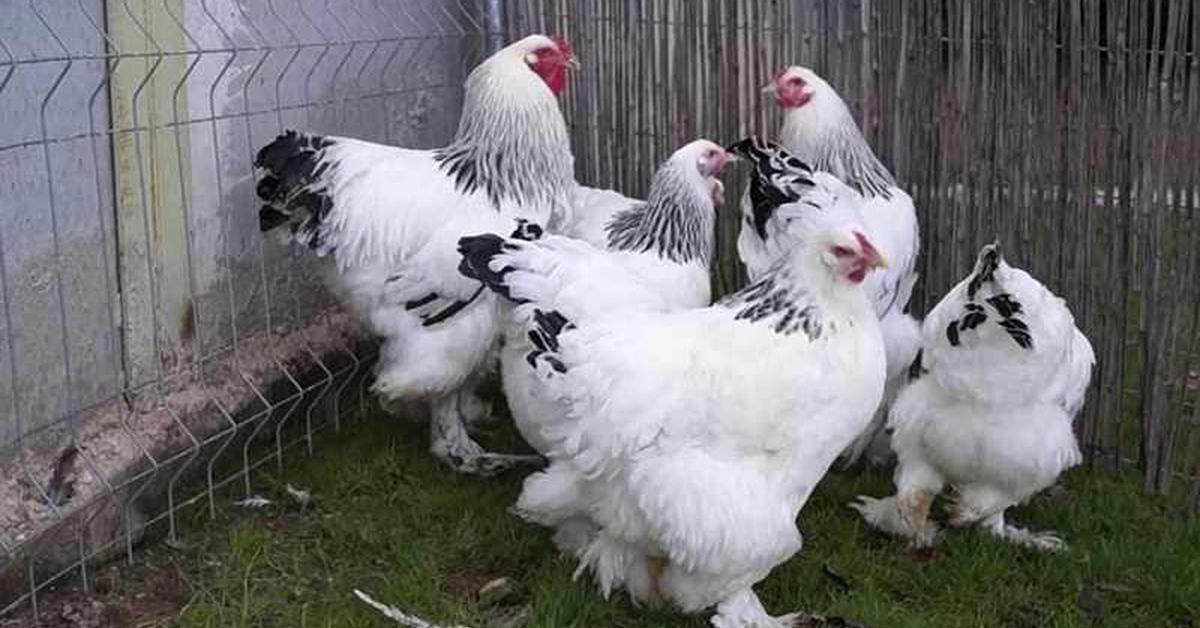 A look at the Brahma Chicken, also recognized as Ayam Brahma in Indonesian culture.