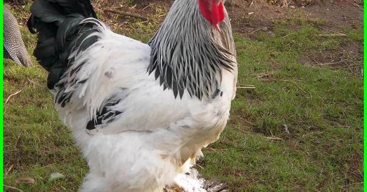 Captivating shot of the Brahma Chicken, or Ayam Brahma in Bahasa Indonesia.