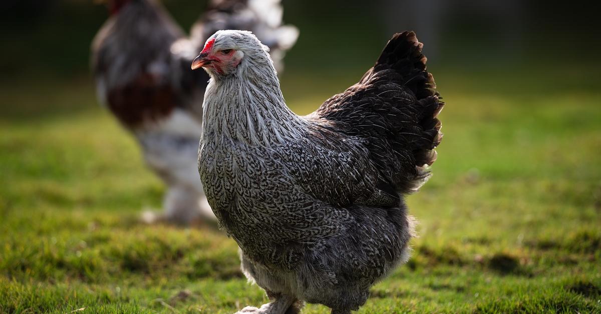 Captured beauty of the Brahma Chicken, or Gallus gallus domesticus in the scientific world.