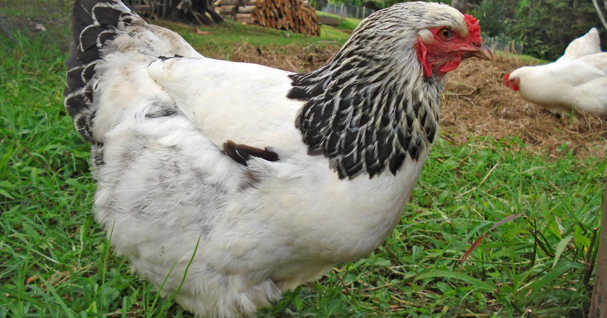 Elegant Brahma Chicken in its natural habitat, called Ayam Brahma in Indonesia.