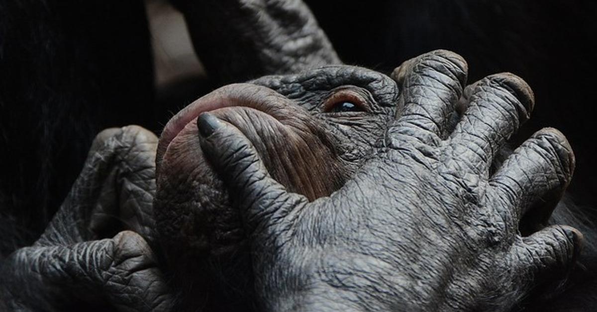 Visual of Bonobo, or Bonobo in Indonesian, showcasing its beauty.