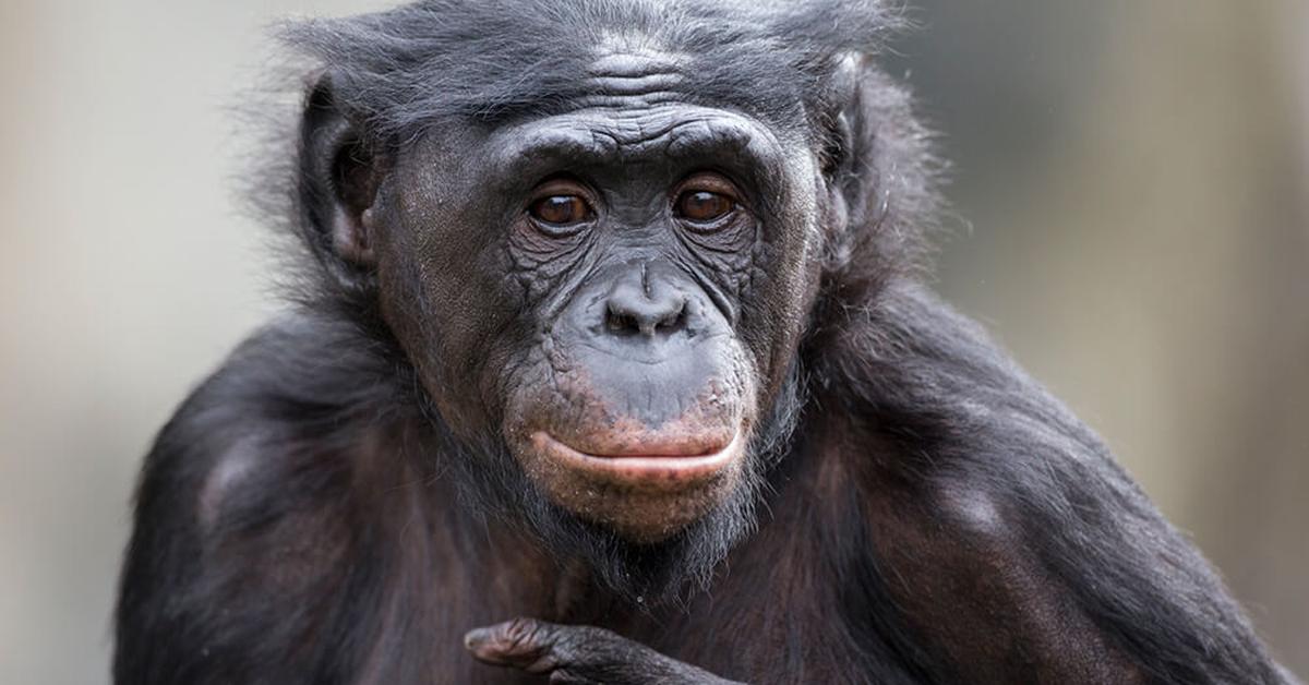 Distinctive Bonobo, in Indonesia known as Bonobo, captured in this image.