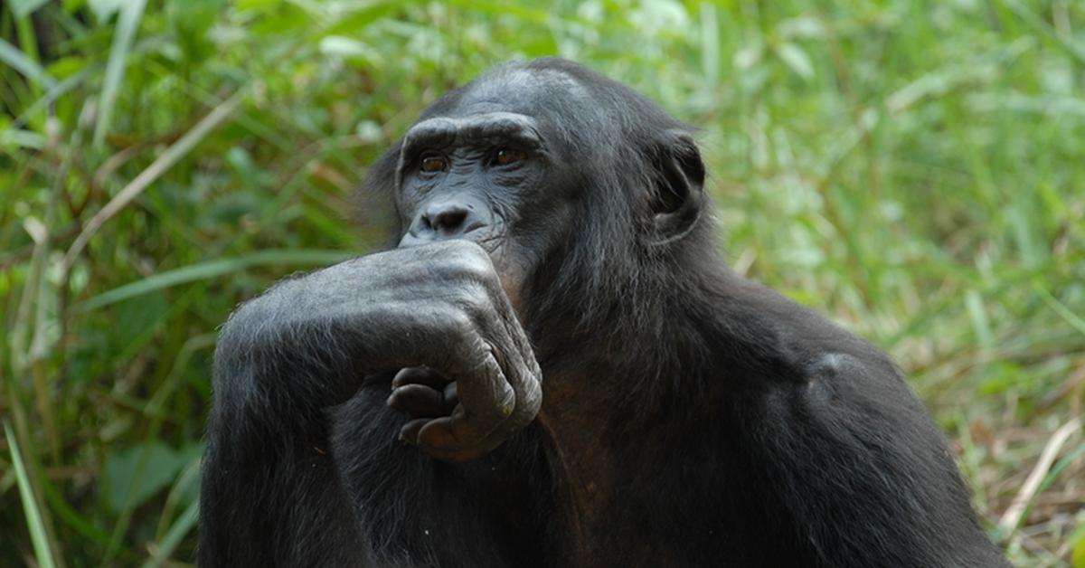 The fascinating Bonobo, scientifically known as Pan paniscus.