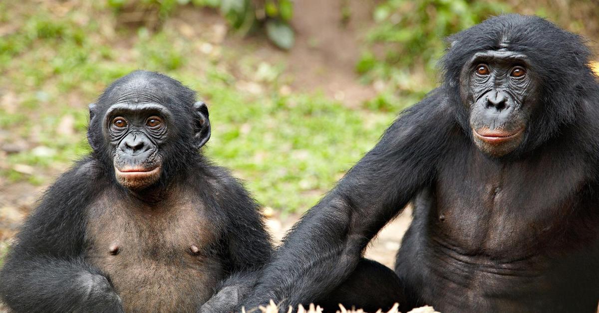 Snapshot of the intriguing Bonobo, scientifically named Pan paniscus.