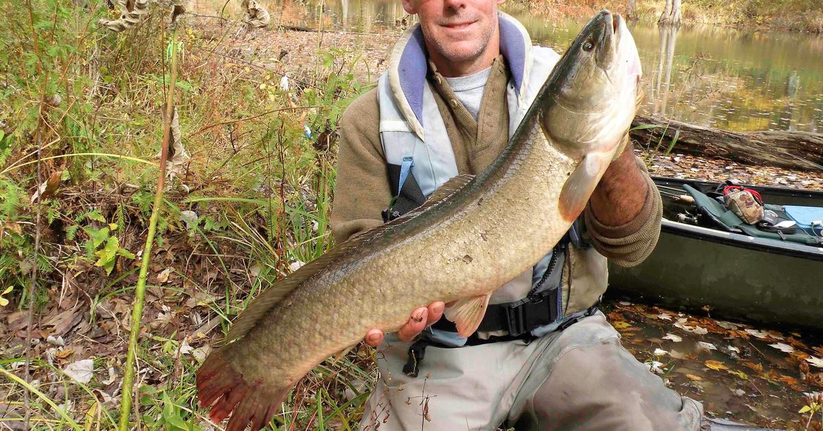 The fascinating Bowfin, scientifically known as Amia calva.