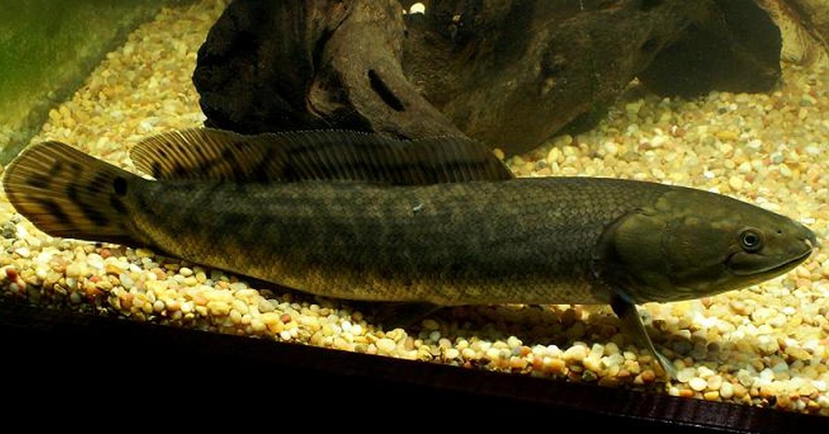 The Bowfin in its natural beauty, locally called Ikan Bowfin.