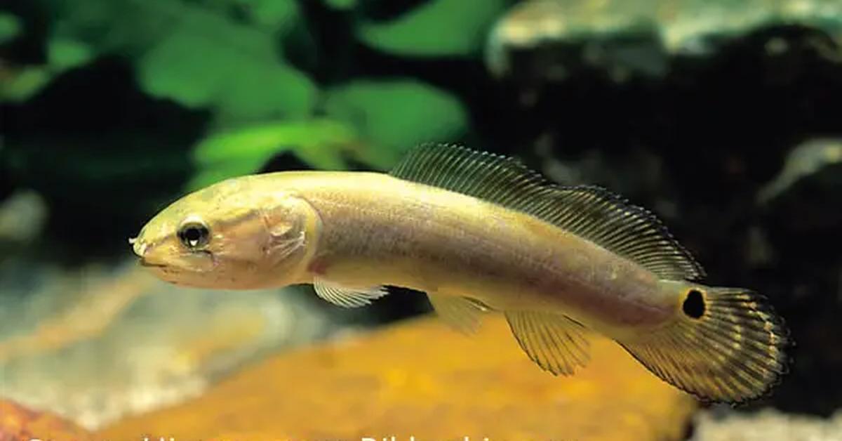 Striking appearance of the Bowfin, known in scientific circles as Amia calva.