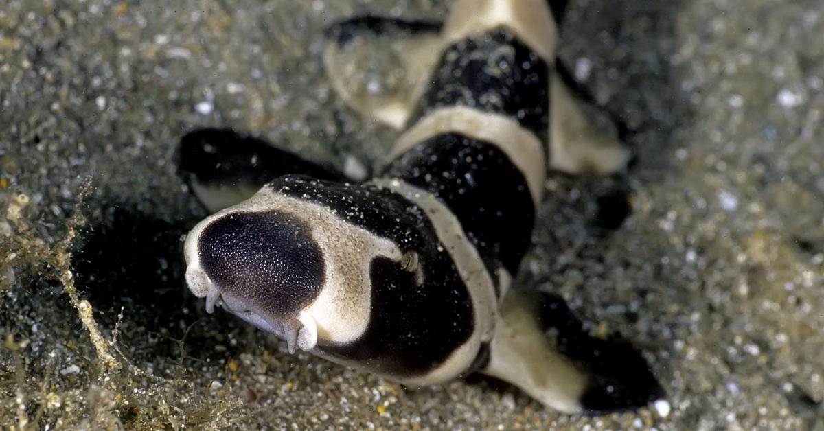 Glimpse of the Bamboo Shark, known in the scientific community as Chiloscyllium.