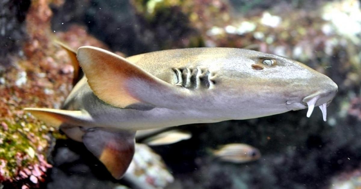 Portrait of a Bamboo Shark, a creature known scientifically as Chiloscyllium.