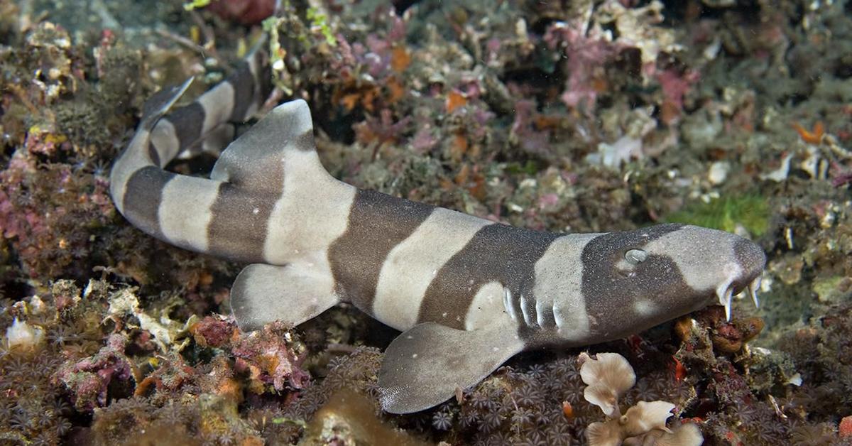 Snapshot of the intriguing Bamboo Shark, scientifically named Chiloscyllium.