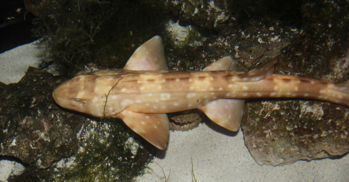 Portrait of a Bamboo Shark, a creature known scientifically as Chiloscyllium.