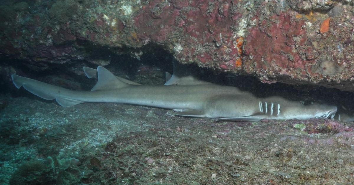 Close encounter with the Bamboo Shark, scientifically called Chiloscyllium.