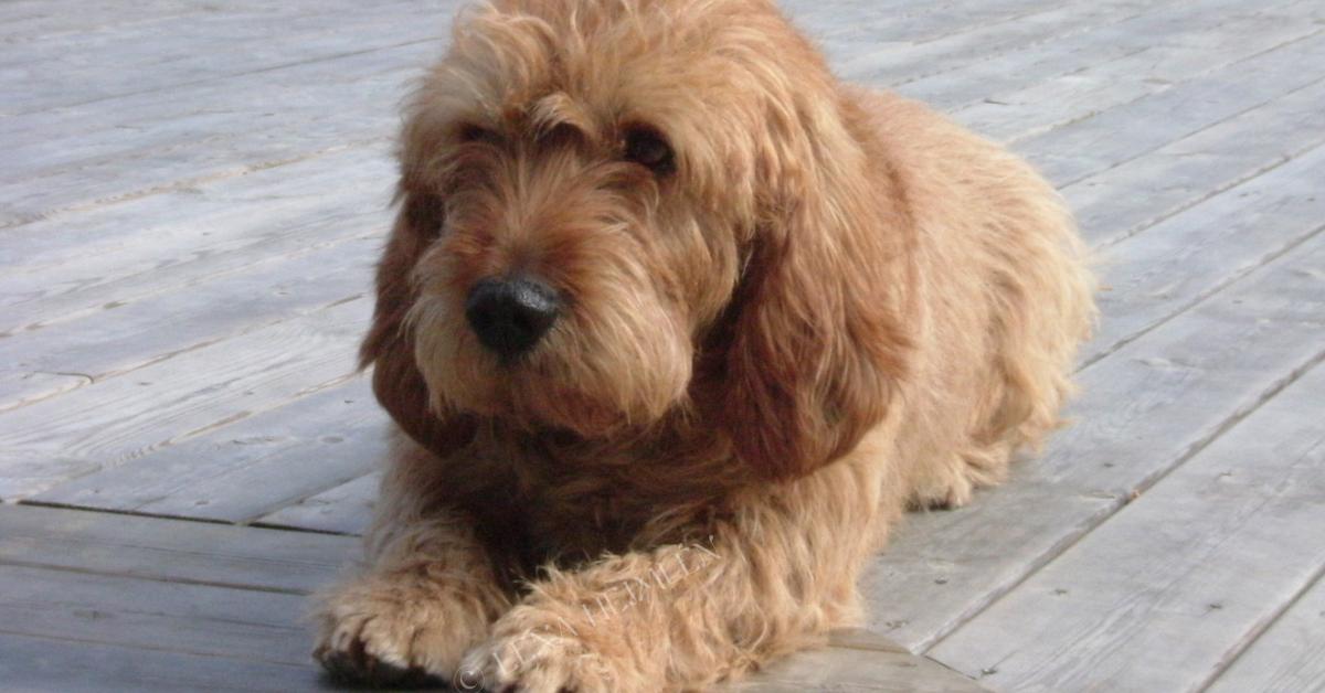 Captivating presence of the Basset Fauve De Bretagne, a species called Canis lupus.