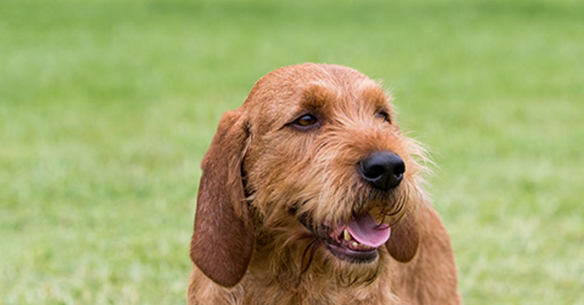 Captured elegance of the Basset Fauve De Bretagne, known in Indonesia as Anjing Basset Fauve De Bretagne.