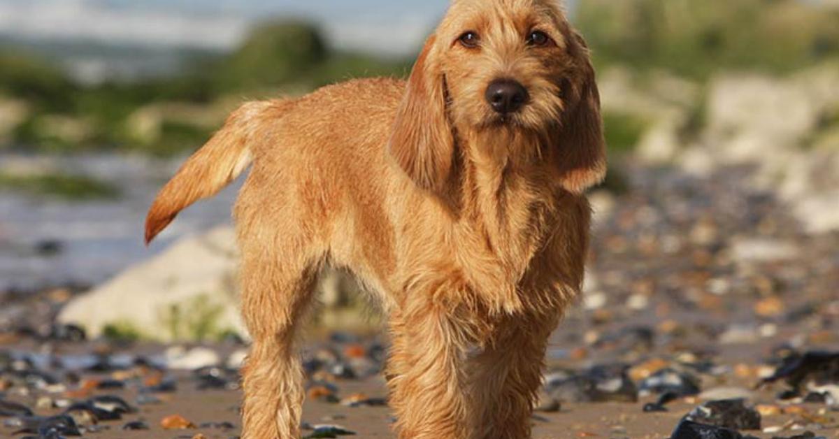 Visual representation of the Basset Fauve De Bretagne, recognized in Indonesia as Anjing Basset Fauve De Bretagne.