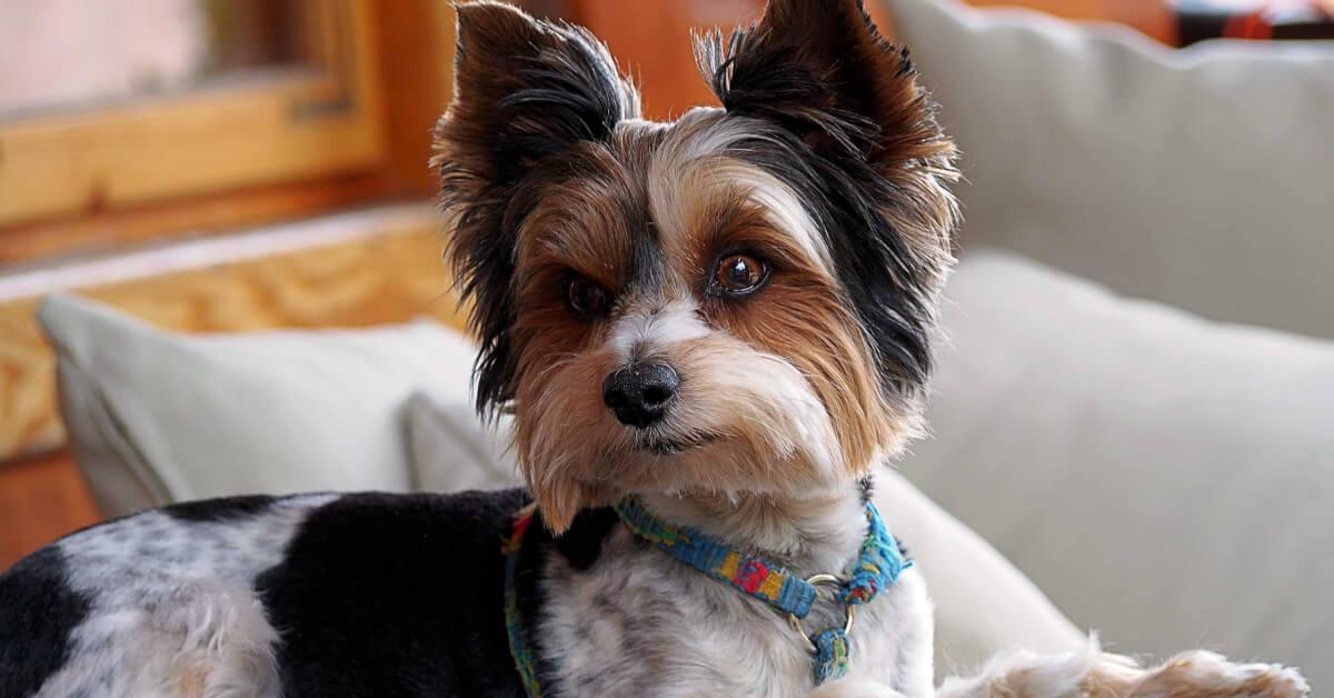 Elegant portrayal of the Biewer Terrier, also known as Canis Lupus.