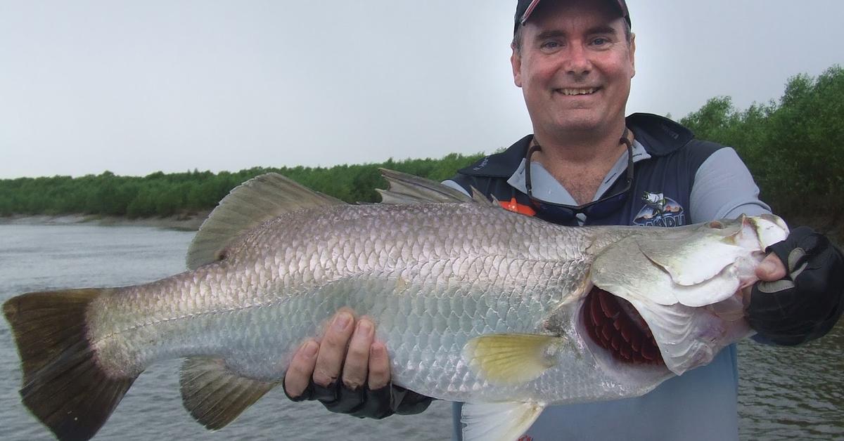 The fascinating Barramundi Fish, scientifically known as Lates calcarifer.