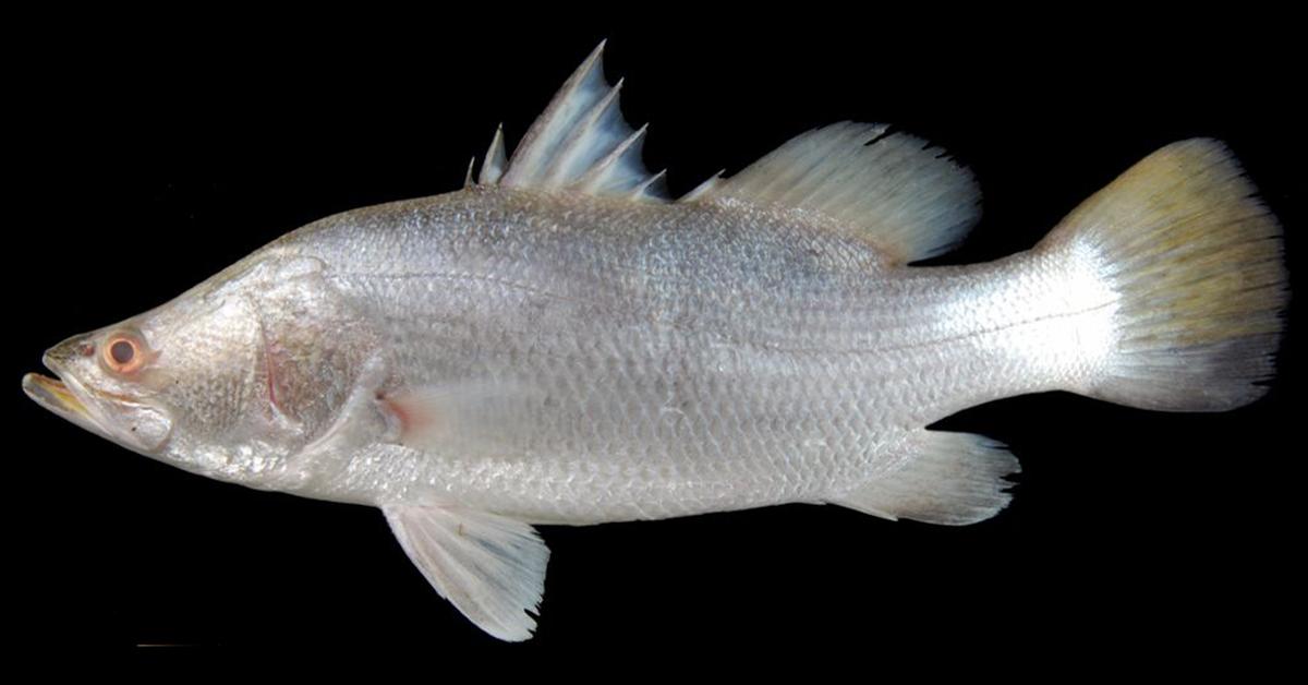 Glimpse of the Barramundi Fish, known in the scientific community as Lates calcarifer.