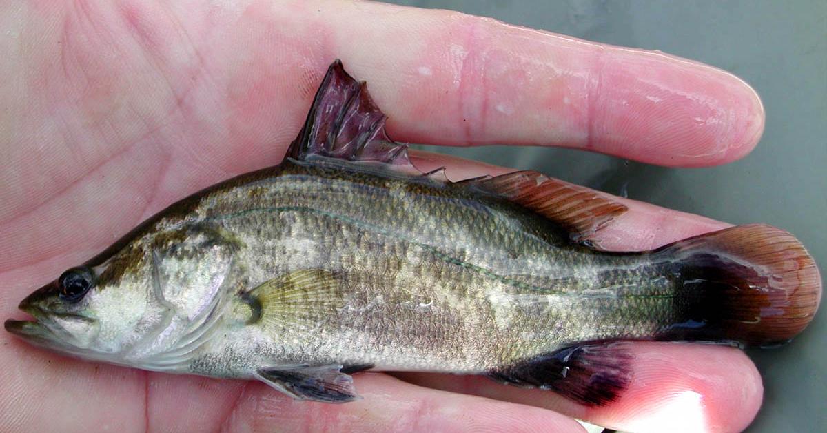 Graceful Barramundi Fish, a creature with the scientific name Lates calcarifer.