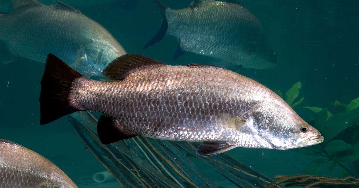 Photograph of the unique Barramundi Fish, known scientifically as Lates calcarifer.