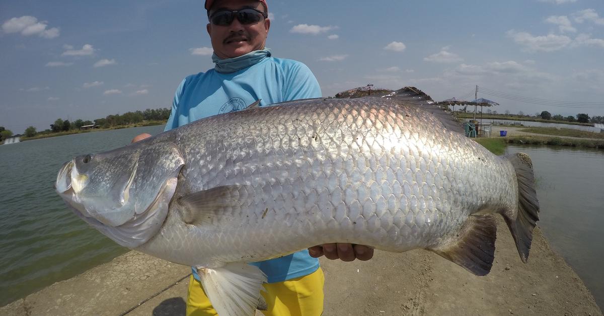 Photographic depiction of the unique Barramundi Fish, locally called Ikan Barramundi.