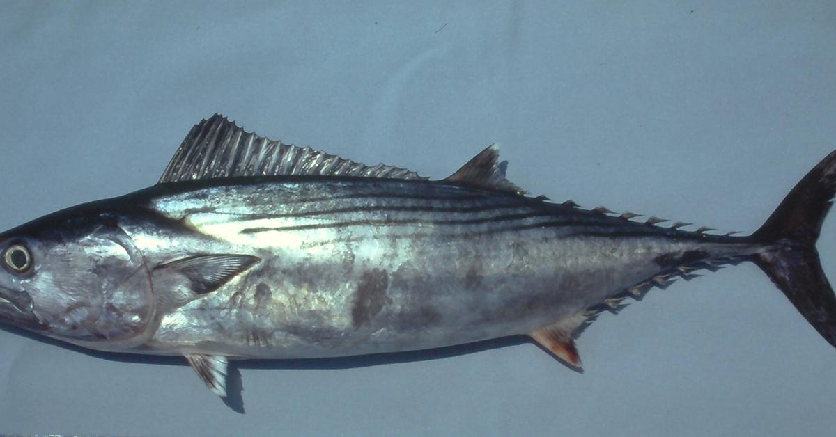 Captured beauty of the Bonito Fish, or Sarda in the scientific world.