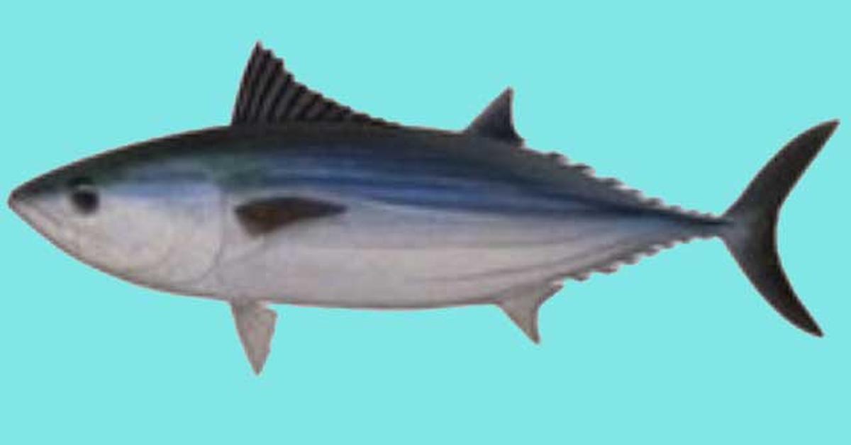 Splendid image of the Bonito Fish, with the scientific name Sarda.